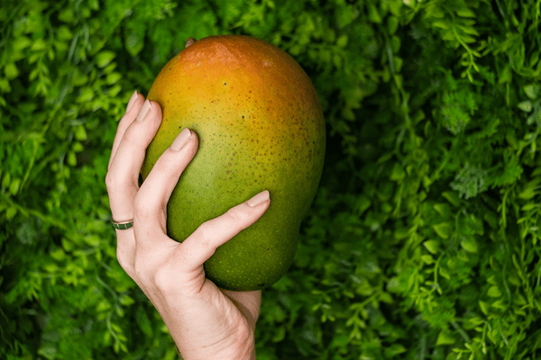Keitt Mango Beauty